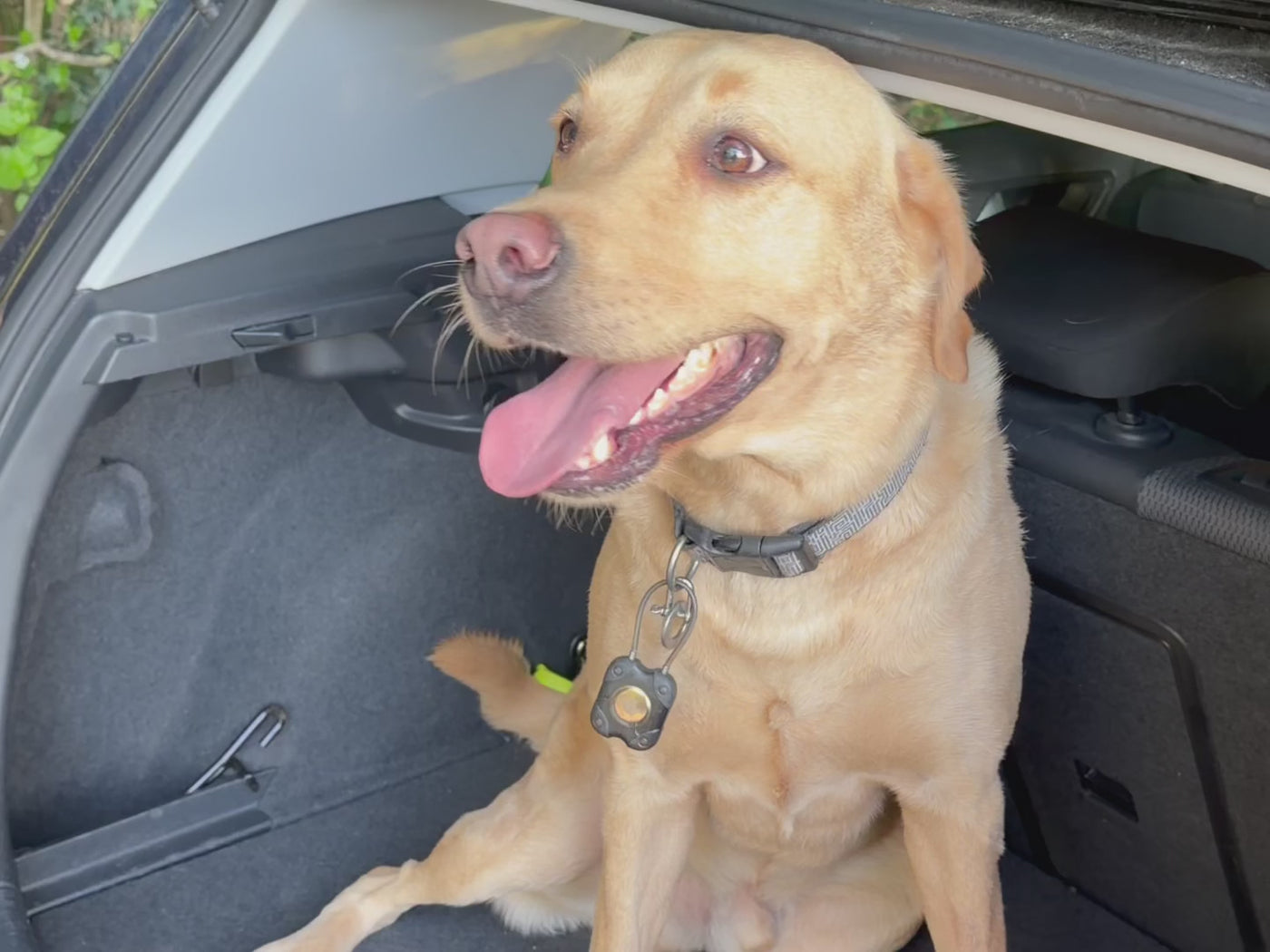 Putting the Ruvely harness on in the car: step in, click the buckles, done