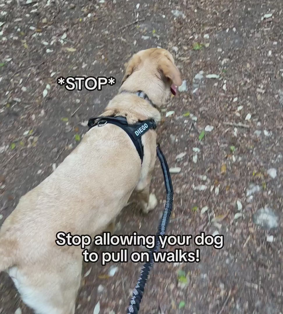 What your walks could look like with the Ruvely harness: stop and redirect