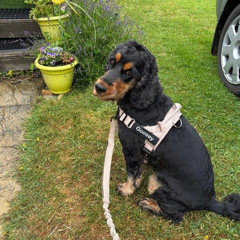 Happy Ruvely customer dog – cocker spaniel wearing the harness