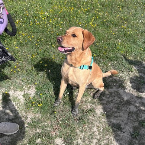 Happy Ruvely customer dog – labrador wearing the harness