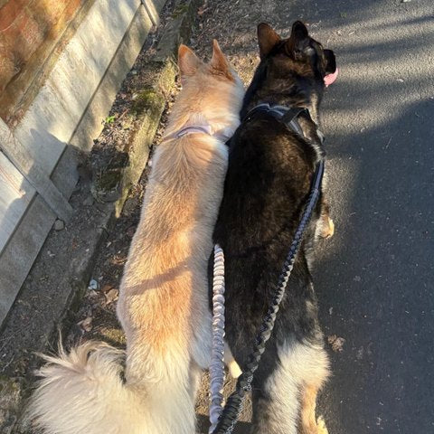 Happy Ruvely customer dogs – two dogs walking calmly
