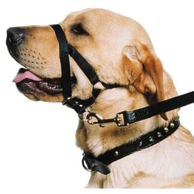 Head halter on a dog