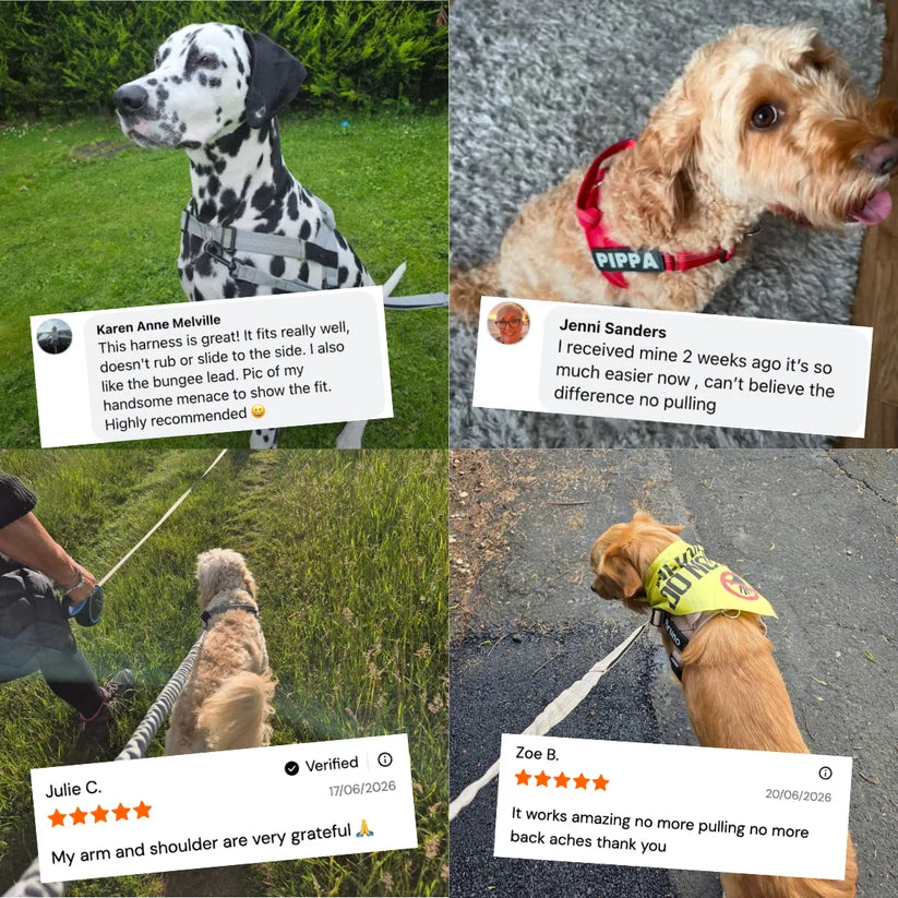 Ruvely No-Pull Dog Harness – customer photos, photo 5