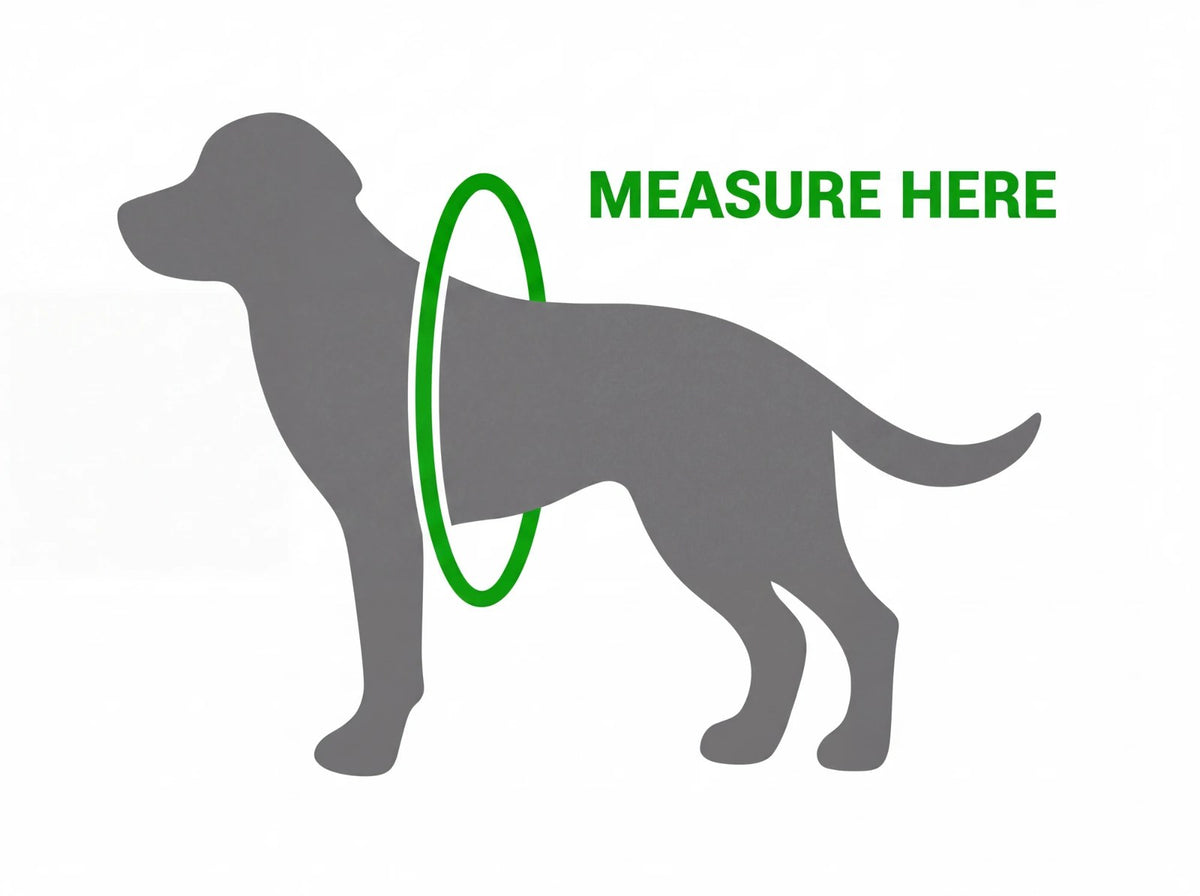 Where to measure your dog: chest circumference just behind the front legs